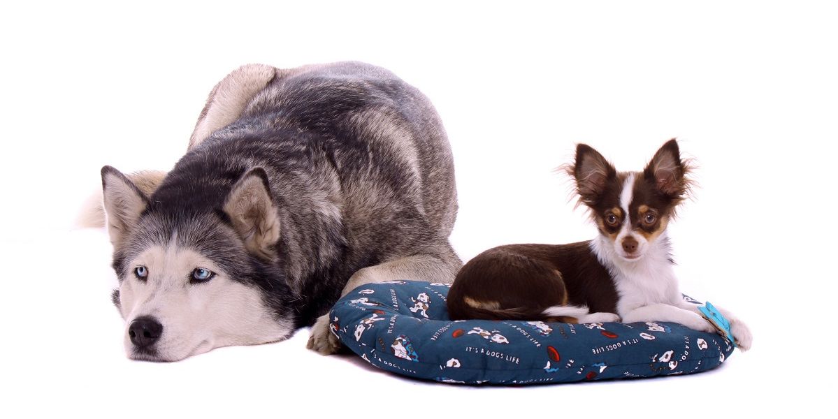 Ein grosser, auf dem Boden liegender Hund und ein kleiner Hund in seinem Hundebett liegend.