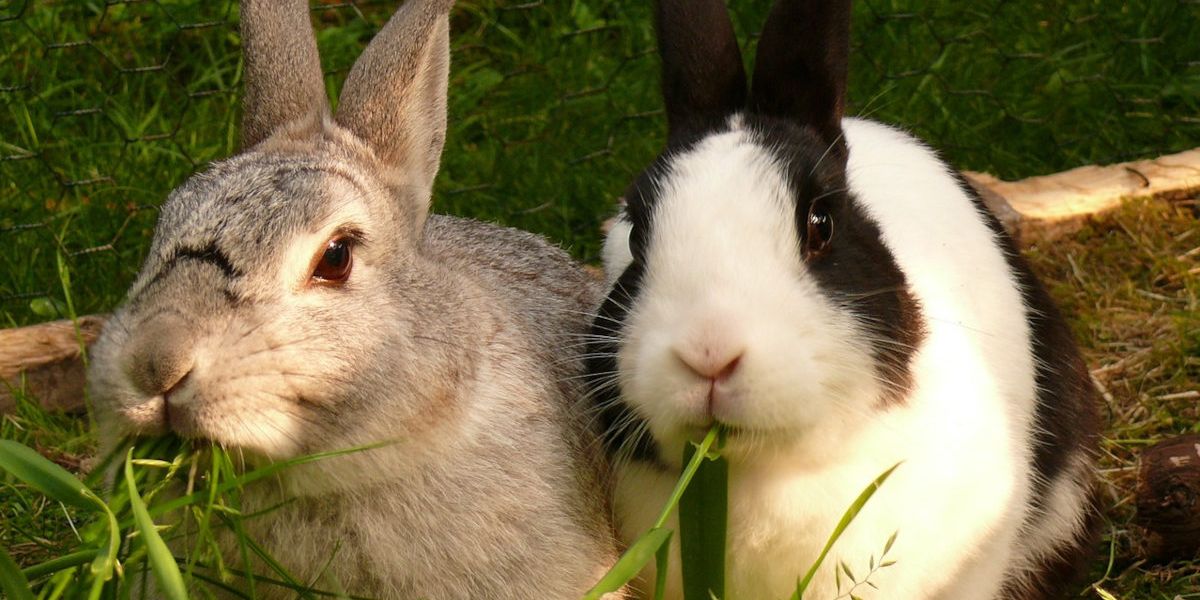 Zwei Kaninchen sitzen in einem Gehege und knabbern genüsslich etwas Grünfutter
