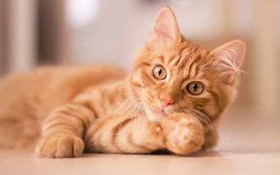 Kleines, rotbraunes Kätzchen räkelt sich auf dem Fussboden