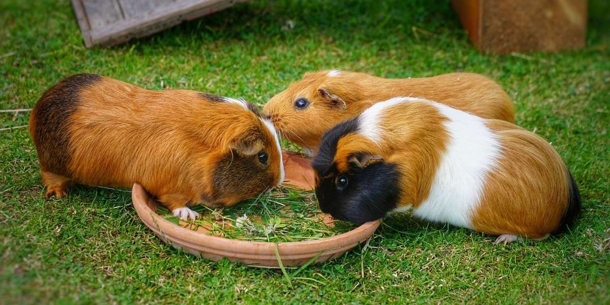 Drei Meerschweinchen naschen etwas Grünfutter aus einer Schale