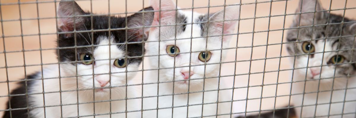 Drei Katzen hinter eingezäunter Tür im Tierheim - Blick in die Kamera, sehnsüchtig auf Adoption warten