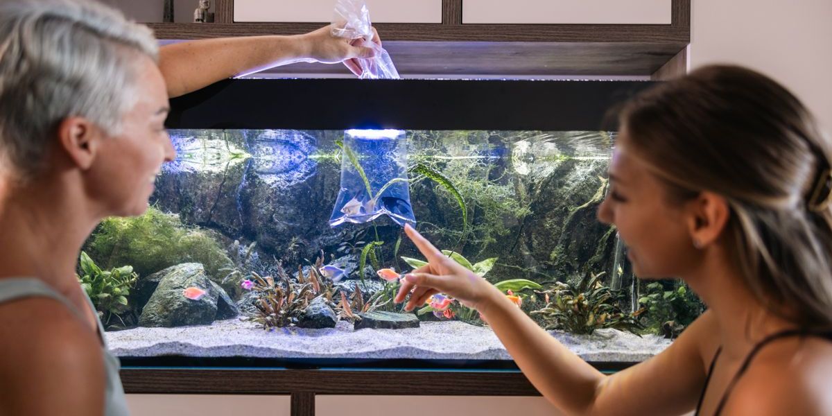 Mutter und Tochter setzen Zierfische in das neu gestaltete Aqaurium ein.