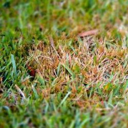 Ein mit Rotspitzigkeit befallener Rasen