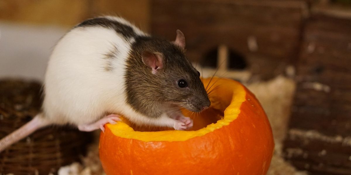 Ratte ausserhalb des Käfigs mit einer grünen Höhle aus Kunststoff.