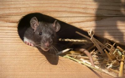 Junge Maus schaut aus Ihrem Häuschen