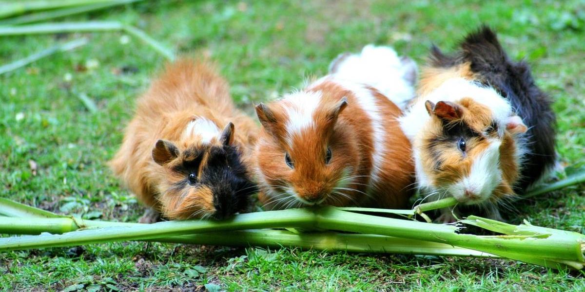 Drei Meerschweinchen knabbern Grünfutter