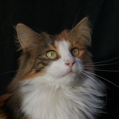 Norwegische Waldkatze