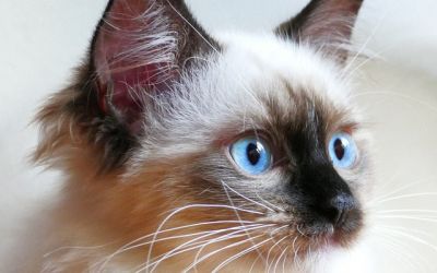 Niedliche Heilige Birma mit weissgrauem Fell und schwarz abgesetzter Nase und Ohren