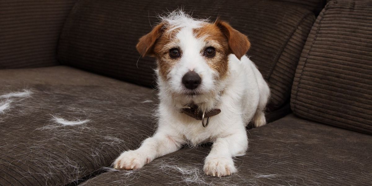 Niedlicher, weißer Hund im Fellwechsel, liegt umgeben von seinen Haaren, auf einem braunen Sofa