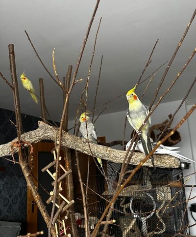 Vier Nymphensittiche sitzen auf optimal angebrachten Zweigen in Ihrem Freifluzimmer