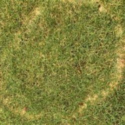 Rasen mit "Hexenring"