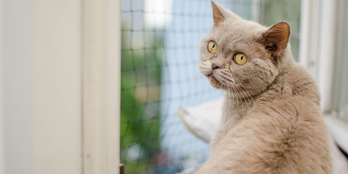 Hübsche hellbraune Katze sitzt am offenen Fenster, welches durch ein Katzennetz gesichert ist.