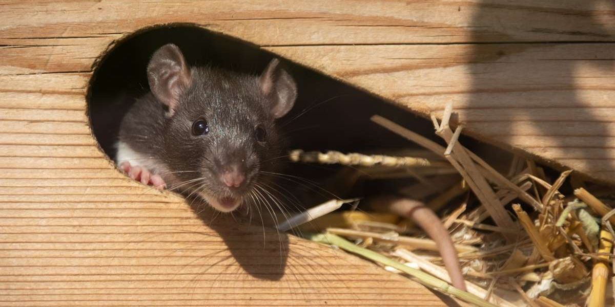 Eine kleine Maus schaut aus Ihrem Versteck, einer Hütte aus Holz.