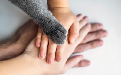 Übereinander liegende Hände und eine Katzenpfote