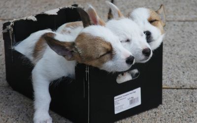 Dei Welpen , schlafend in einem Pappkarton