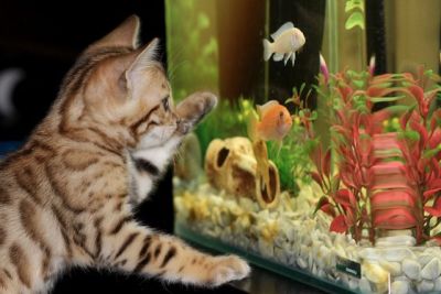 Bengal Kätzchen beobachtet die Fische im Aquarium