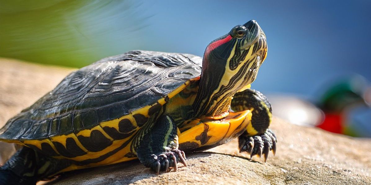 Eine Rotwangen-Schmuckschildkröte sonnt sich auf einem Stein am See