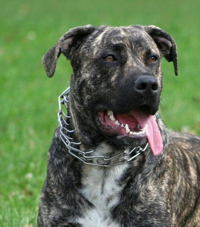 Hund mit tierschutzwiedrigem Stachelhalsband liegt auf Wiese.