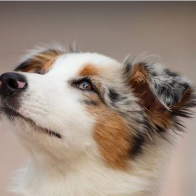 Australian Shepherd