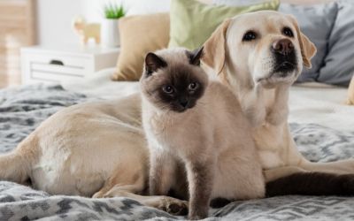 Die Sicherheit deiner Vierbeiner ist im Innenbereich wie im Außenbereich zu gewährleisten.