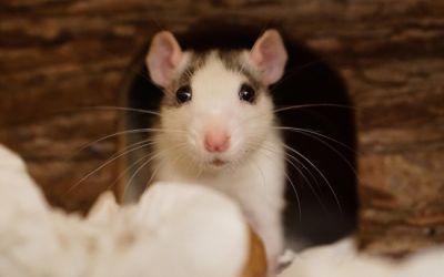 Junge Farbratte schaut aus Ihrem Rattenhäuschen
