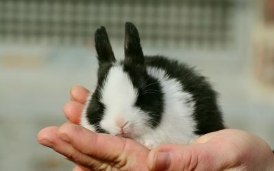 Kleines Kaninchen sitzt auf einer geöffneten Hand
