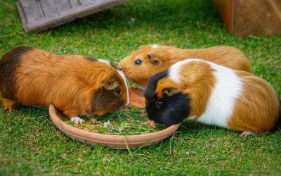 Drei kleine Meerschweinchen fressen aus einer Schale
