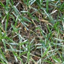 Ein mit Mehltau befallener Rasen