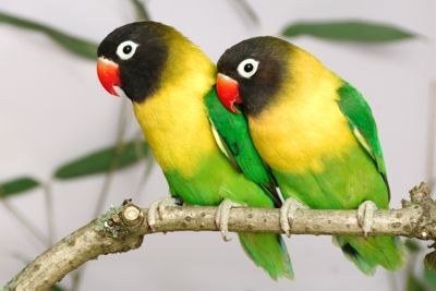 Zwei Schwarzköpfchen (Agapornis personatus) in der Voliere.