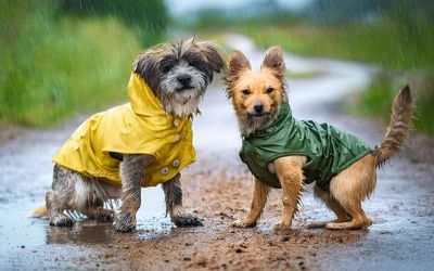 Zwei kleine Hunde mit Regenmänteln beim Spielen im Feld.