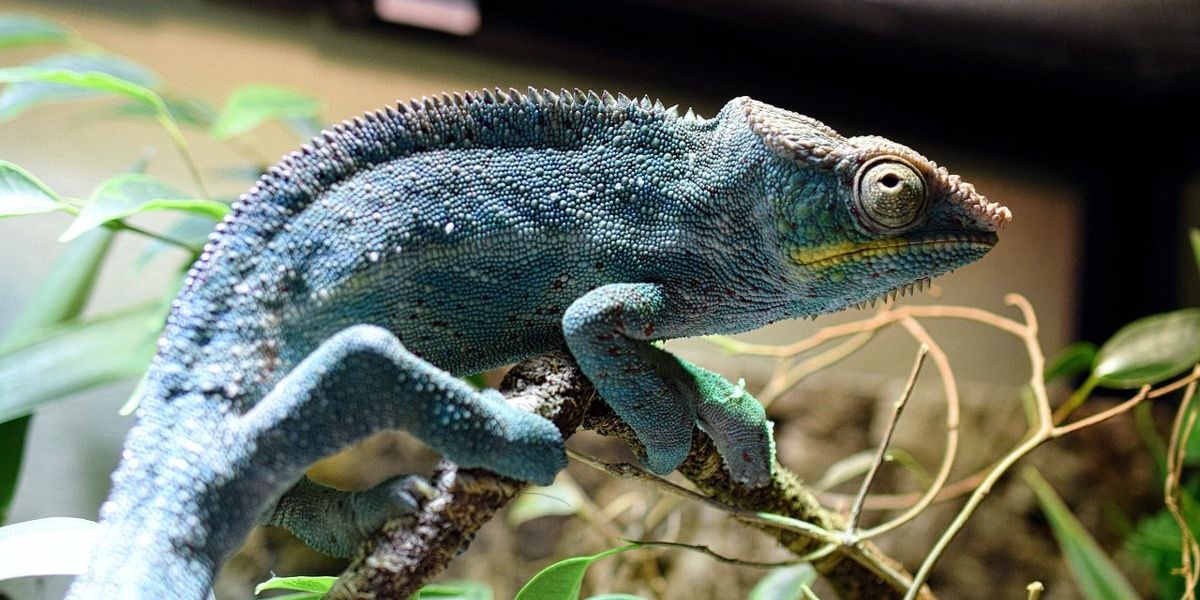 Schönes Chamäleon in einem Terrarium, auf einem Ast sitzend.