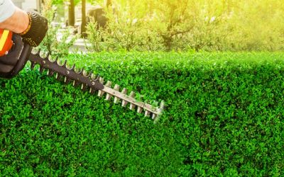 Gärtner schneidet ein Hecke mit einer Benzin-Heckenschere