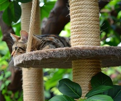 Katze liegt auf mehrstöckigem Katzenbaumhaus für den Außenbereich mit wetterfesten Kissen, seilumwickelten Pfosten und Blätterdach