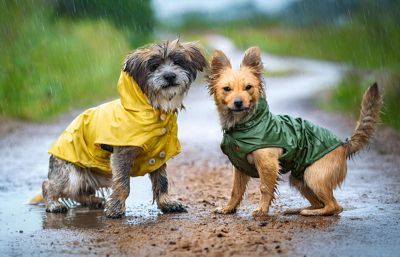 Zwei niedliche Hunde mit Regenmänteln spielen auf einem Feldweg