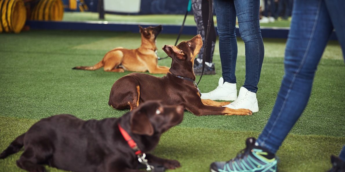 Drei Hunde mit Ihren Trainern machen Gehorsamsübungen in einer Halle mit Rasenteppich.