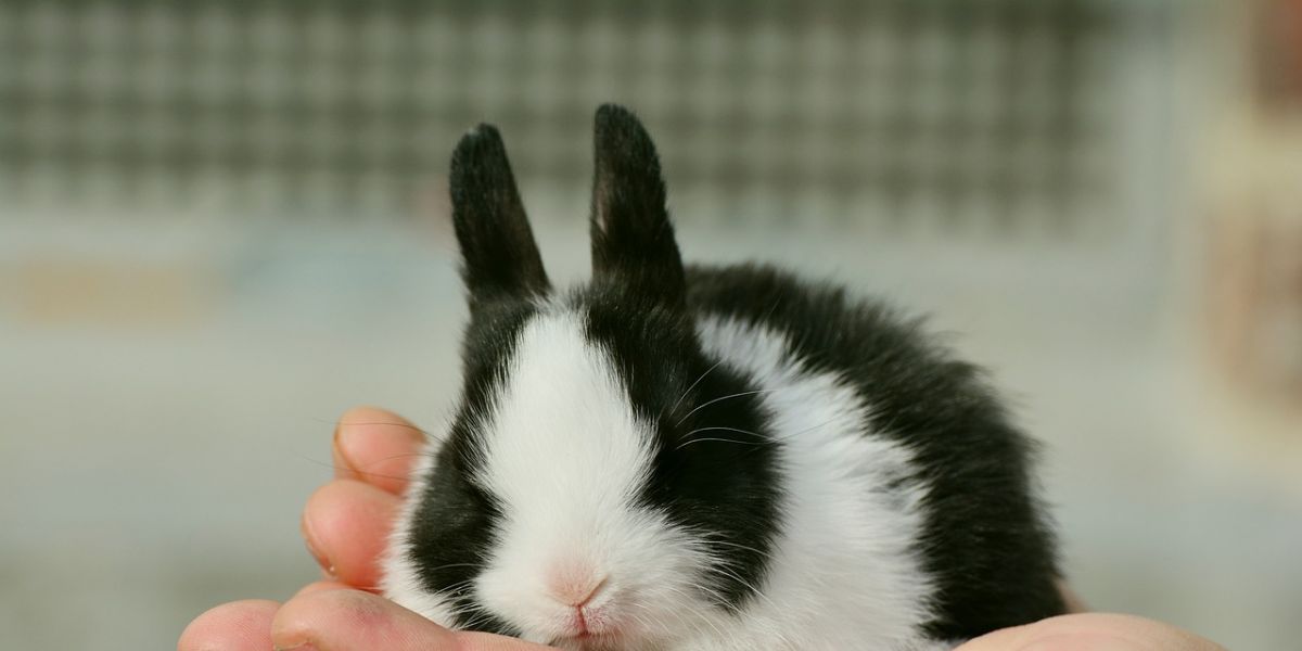 Ein kleines Kaninchen sitzt auf der Hand seines Besitzers