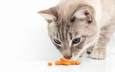 Kleine Katze nascht etwas Trockenfutter