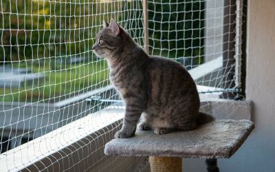 Junge Katze sitzt auf einem, durch ein Katzennetz geschützten Balkon