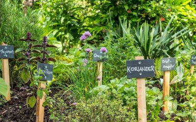 Teil eines Gartens mit verschiedenen Kräutern, welche durch kleine Schilder gekennzeichnet sind.