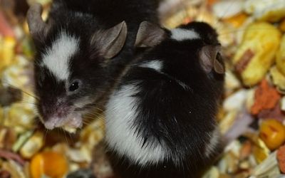 Zwei Farbmäuse knabbern Körner