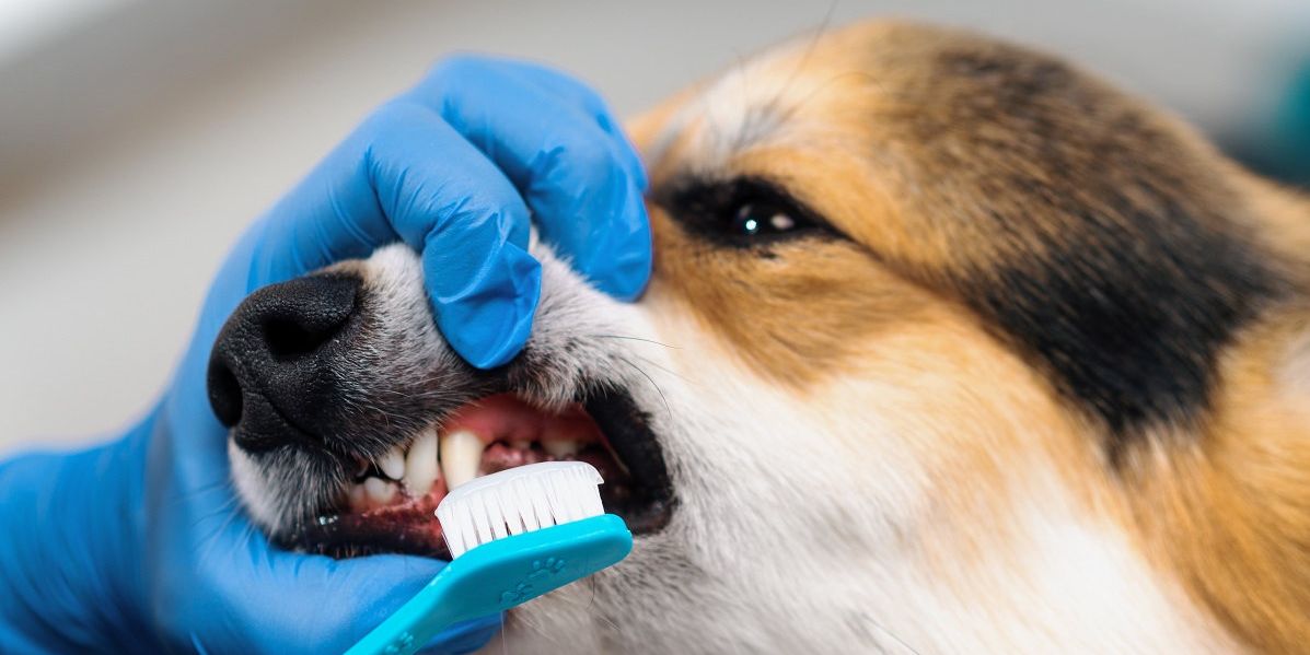 Hand mit blauem Handschuh zieht die Lefzen nach oben, damit dem Hund die Zähne mit einer Zahnbürste und Zahnpasta geputzt werden können.