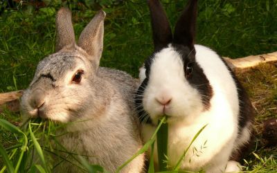 Zwei Kaninchen in Ihrem Gehege