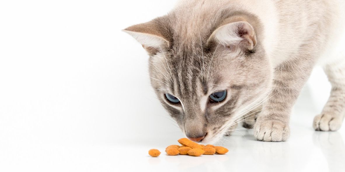 Kätzchen frisst etwas Trockenfutter