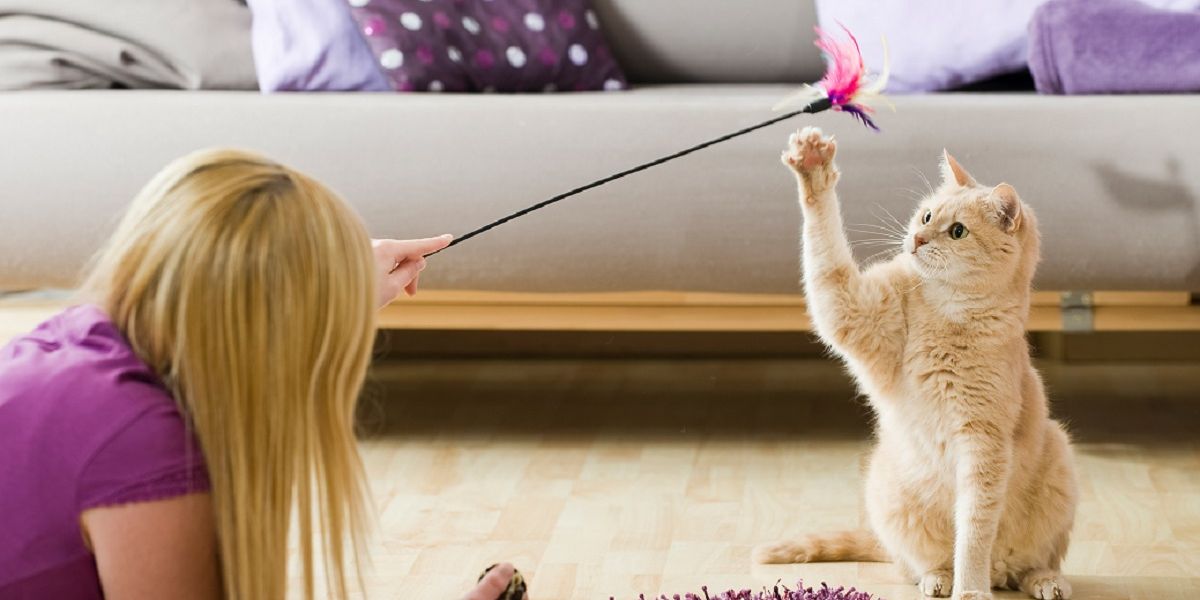 Junge Frau spielt mit Katze