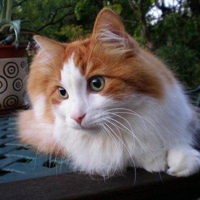 Türkisch Angora Katze