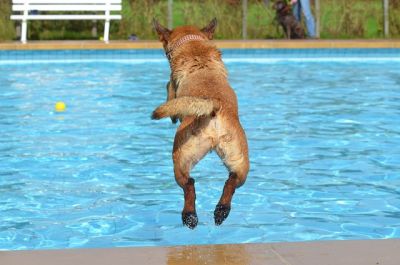 Kleiner Hund springt in einen Pool