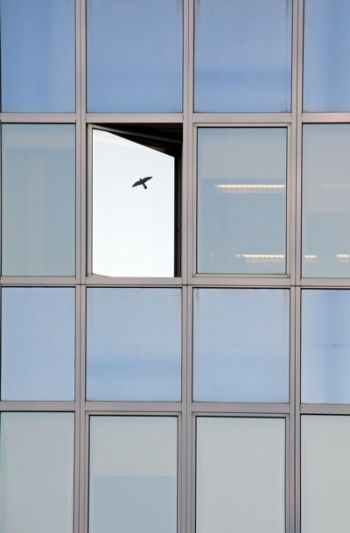 Glasfassade von Hochhaus ohne wirkungsvollen Schutz gegen Vogelschlag