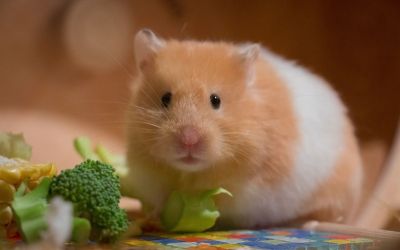 Süßer, hellbraun/weiß gestreifter Nager knabbert genüsslich an frischem Gemüse.