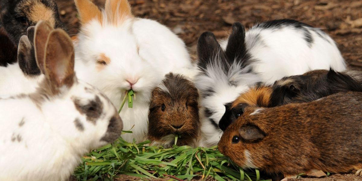 Kaninchen und Meerschweinchen knabbern genüsslich etwas Grünfutter