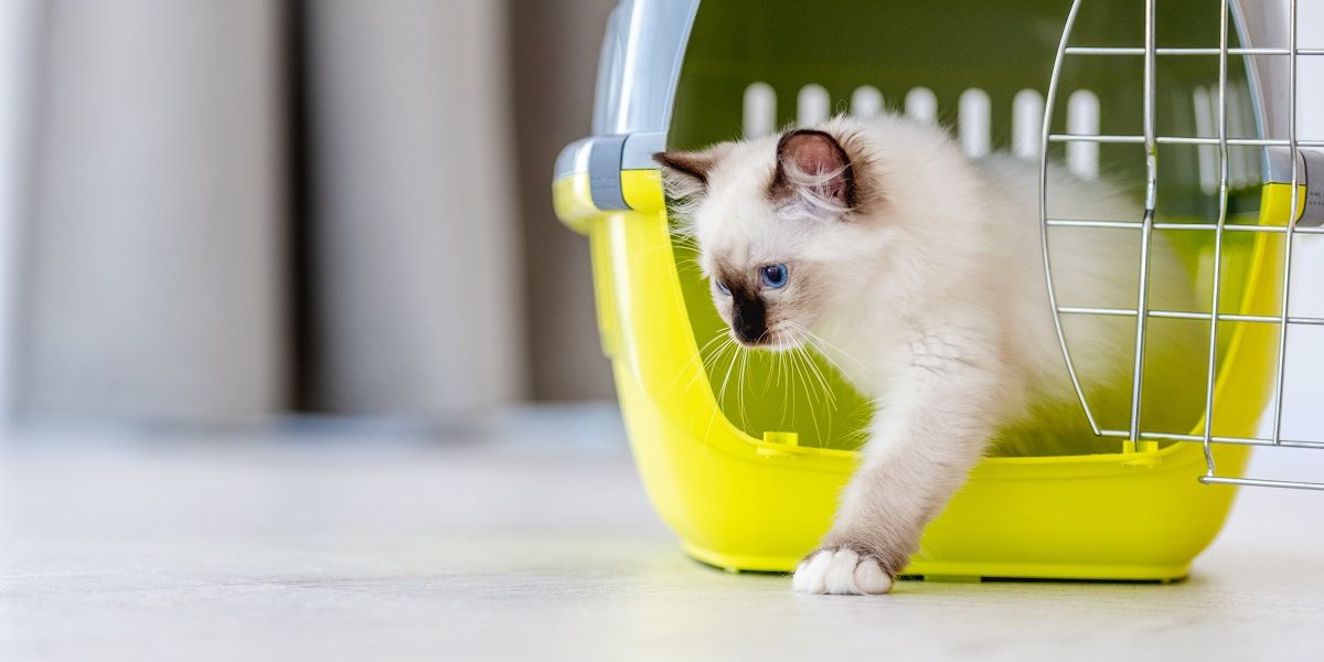 Junge Katze verlässt vorsichtig Ihren Transportkorb
